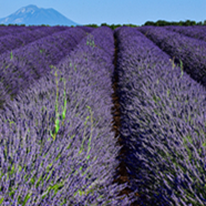 Concentré de parfum Lavande 